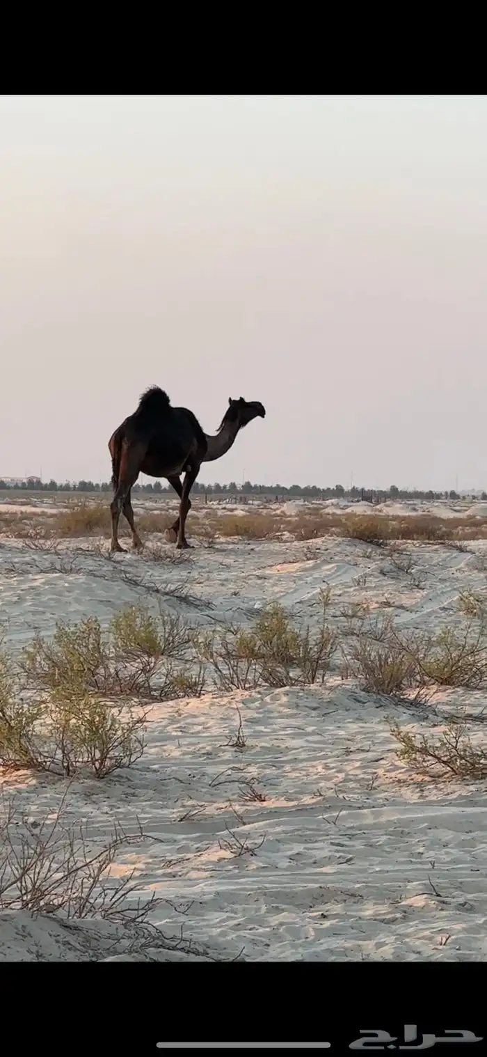 ناقه ملاقي ب ثالثها 4