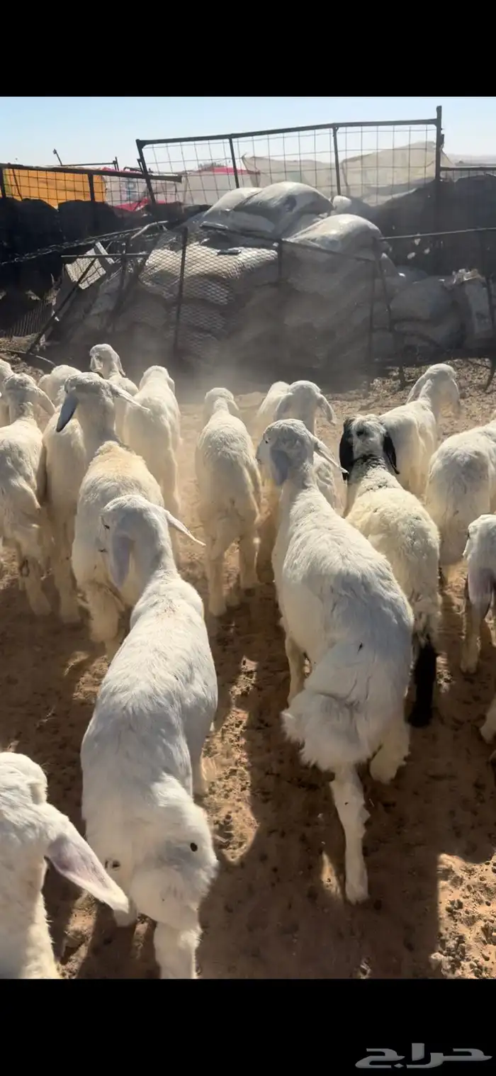 بهم حري السوم 870 1