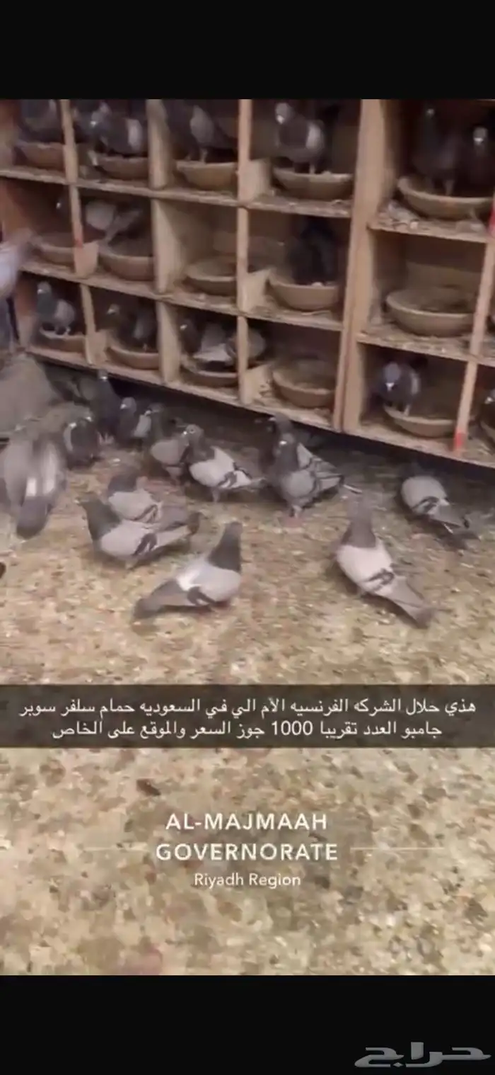 حمام سلفر فرنسي سوبر جامبو 5