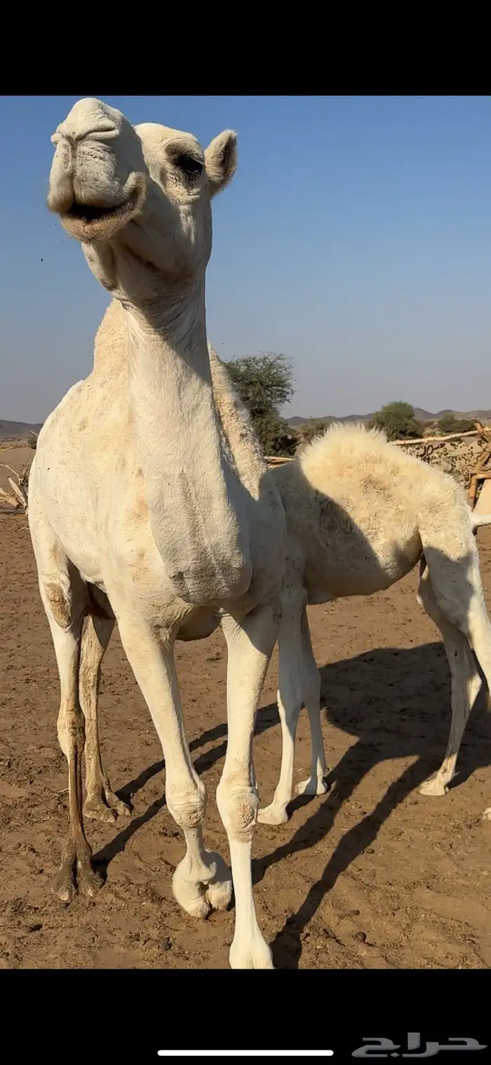 ناقه عشراء تحتها بكره ديد سليم قدها ناقه شاق 0