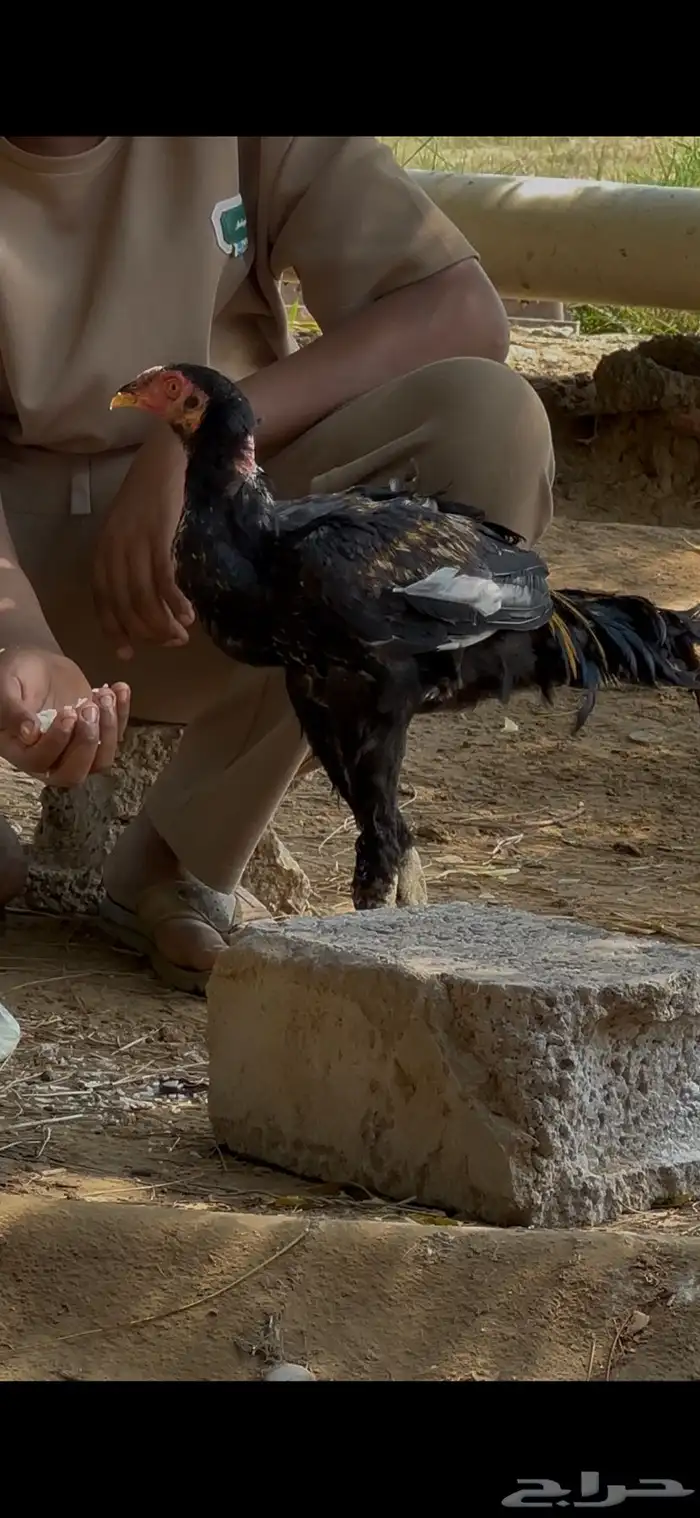 ديك شامو الماني 2