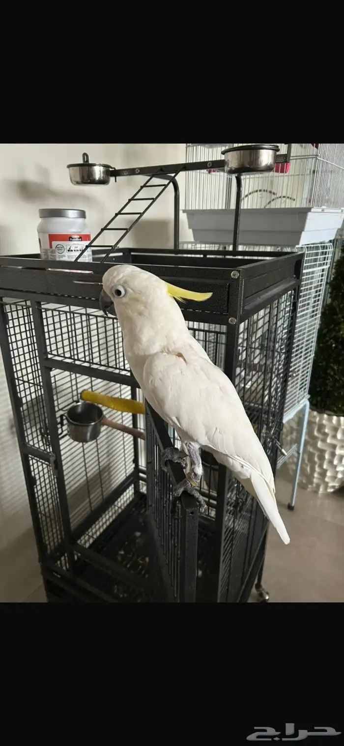 بغبغاء كوكاتو 2