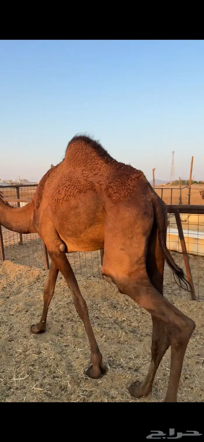 بكره حمراء وتب 3