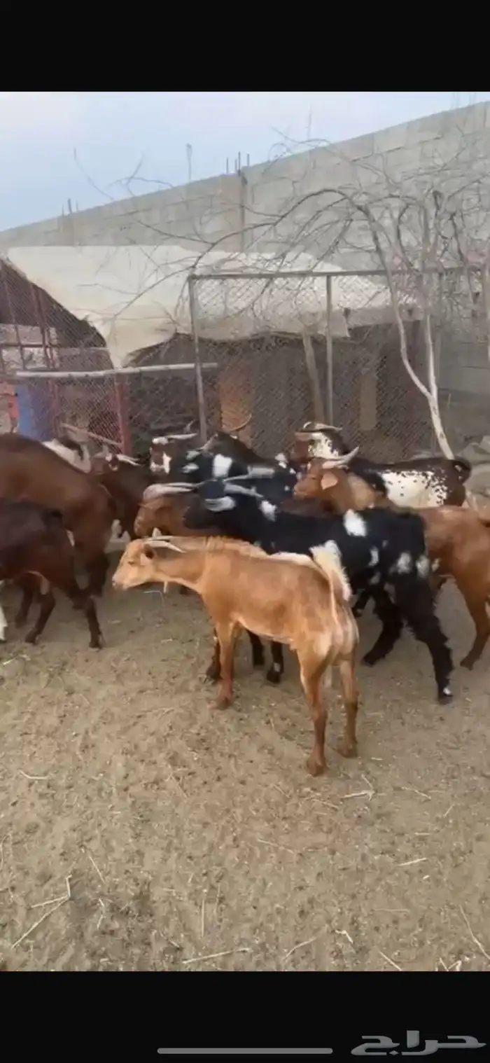 تيوس بلدي جذعان وثنيان العدد 31 المجارده 1