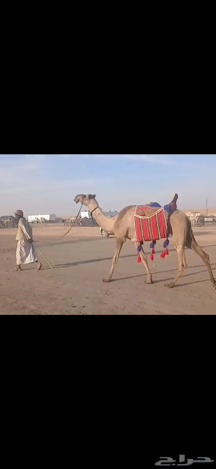 للبيع رحول ابل صفرا طوع 0