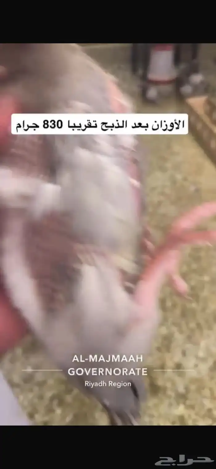 حمام سلفر فرنسي سوبر جامبو 9