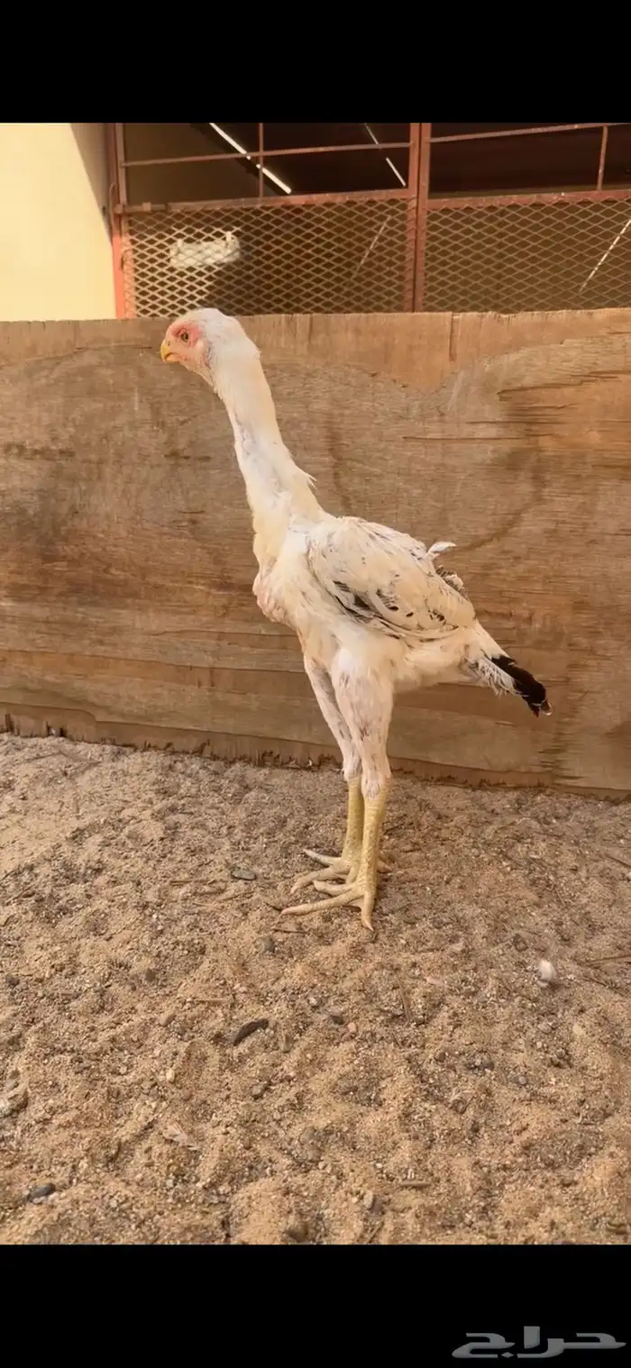 دجاجة فارسية للبيع 0
