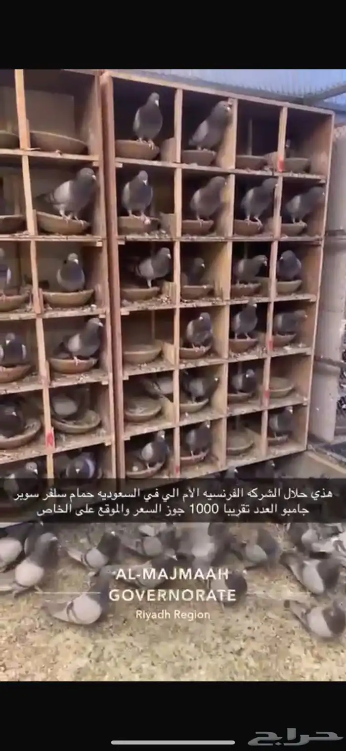 حمام سلفر فرنسي سوبر جامبو 0