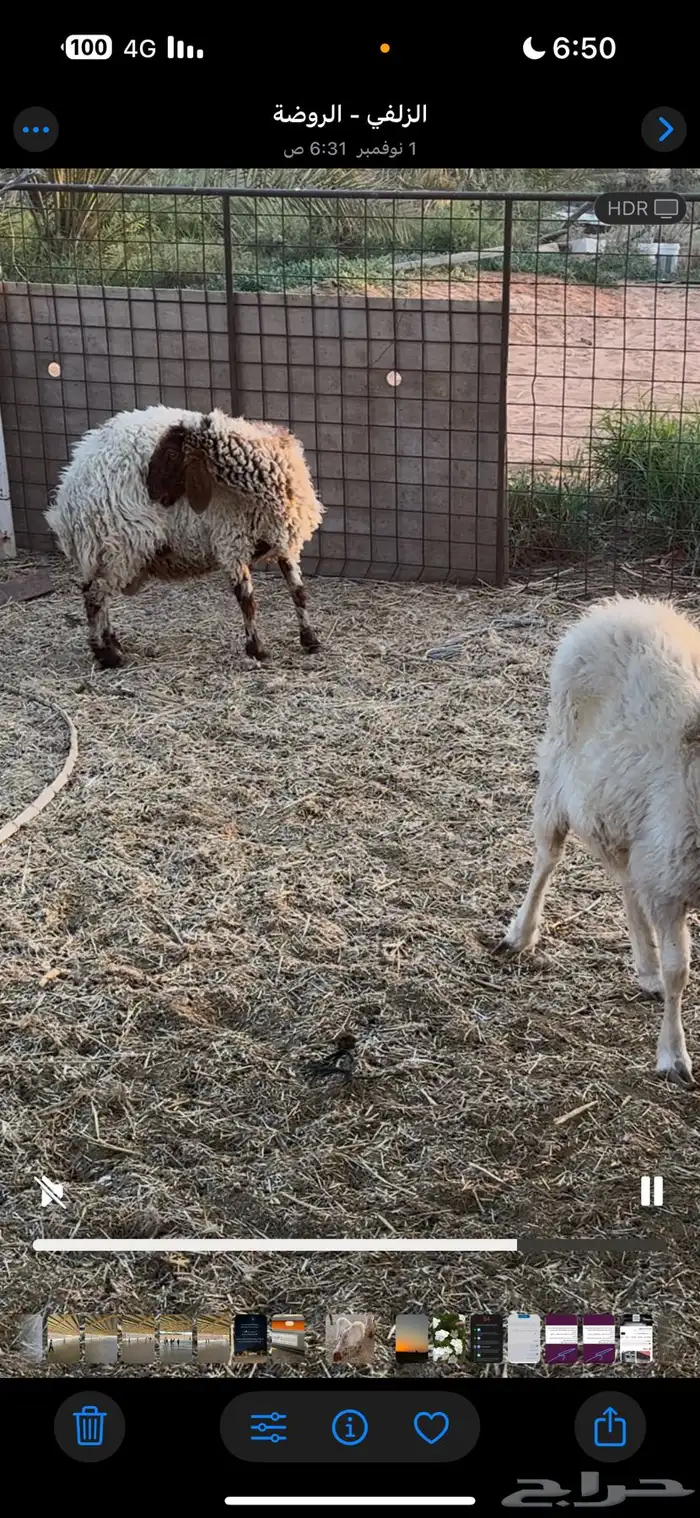 نعيميات كبار 1