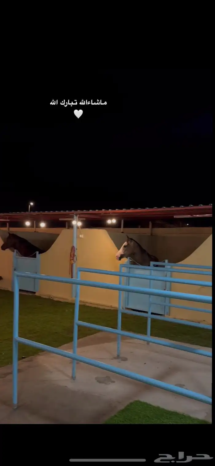 مربط وأيوا خيول 4