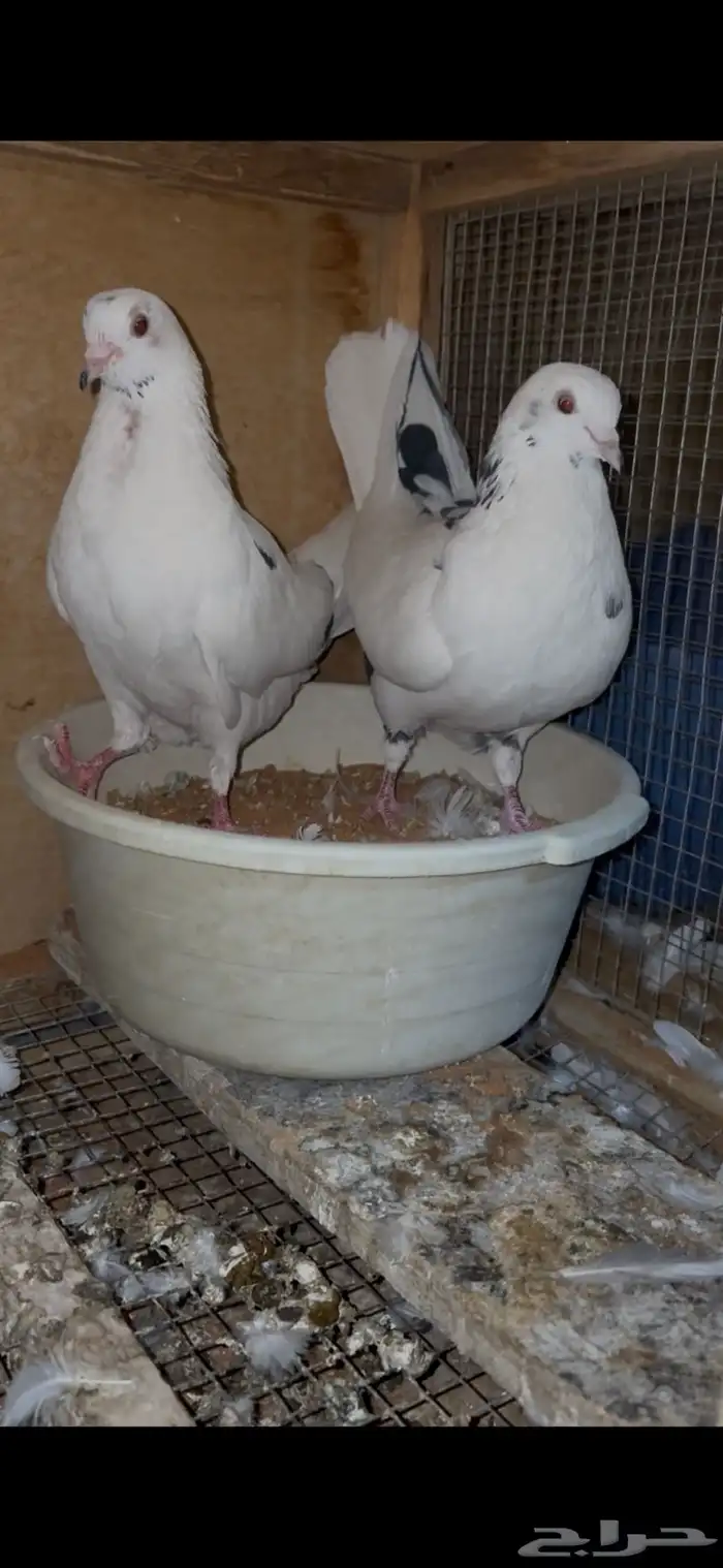 للبيع جوز حمام قطيفي 4