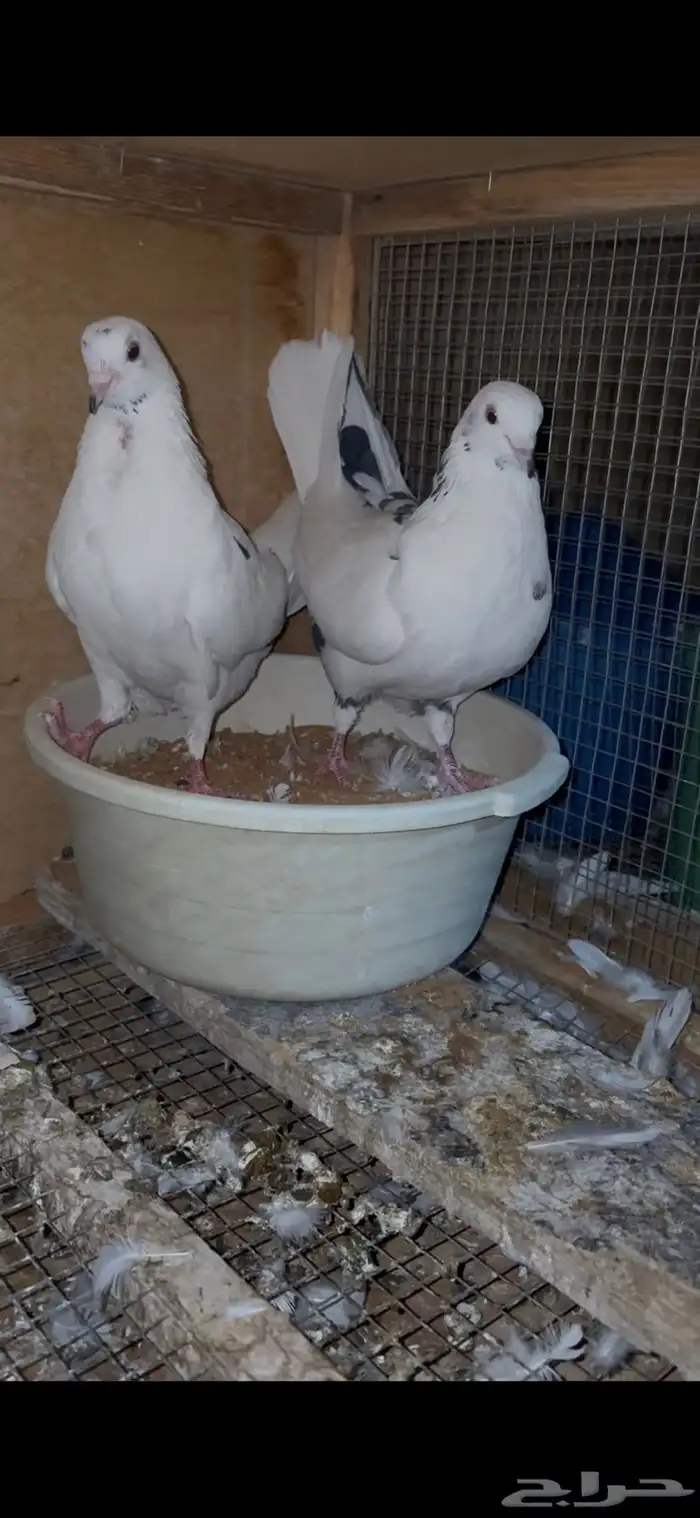 للبيع جوز حمام قطيفي 1