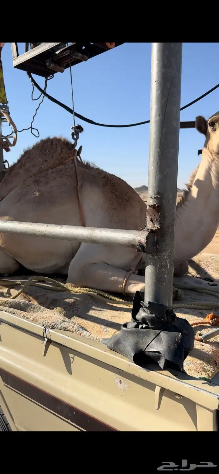 قعود بلدي كفو جدا مبدا ولا زواج 2