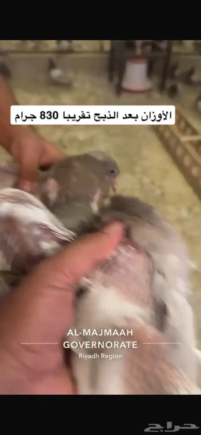 حمام سلفر فرنسي سوبر جامبو 11