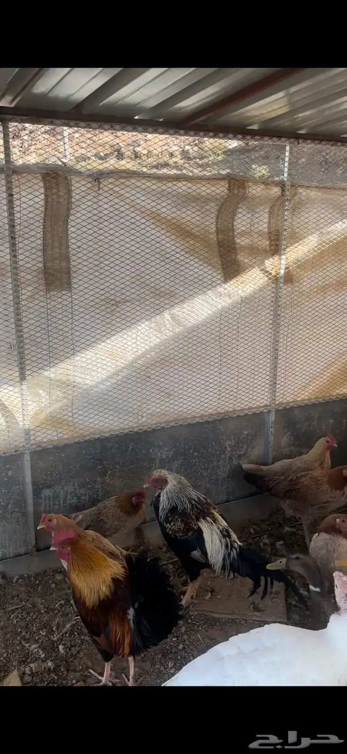 دجاج بلدي على بداية تبيض 2