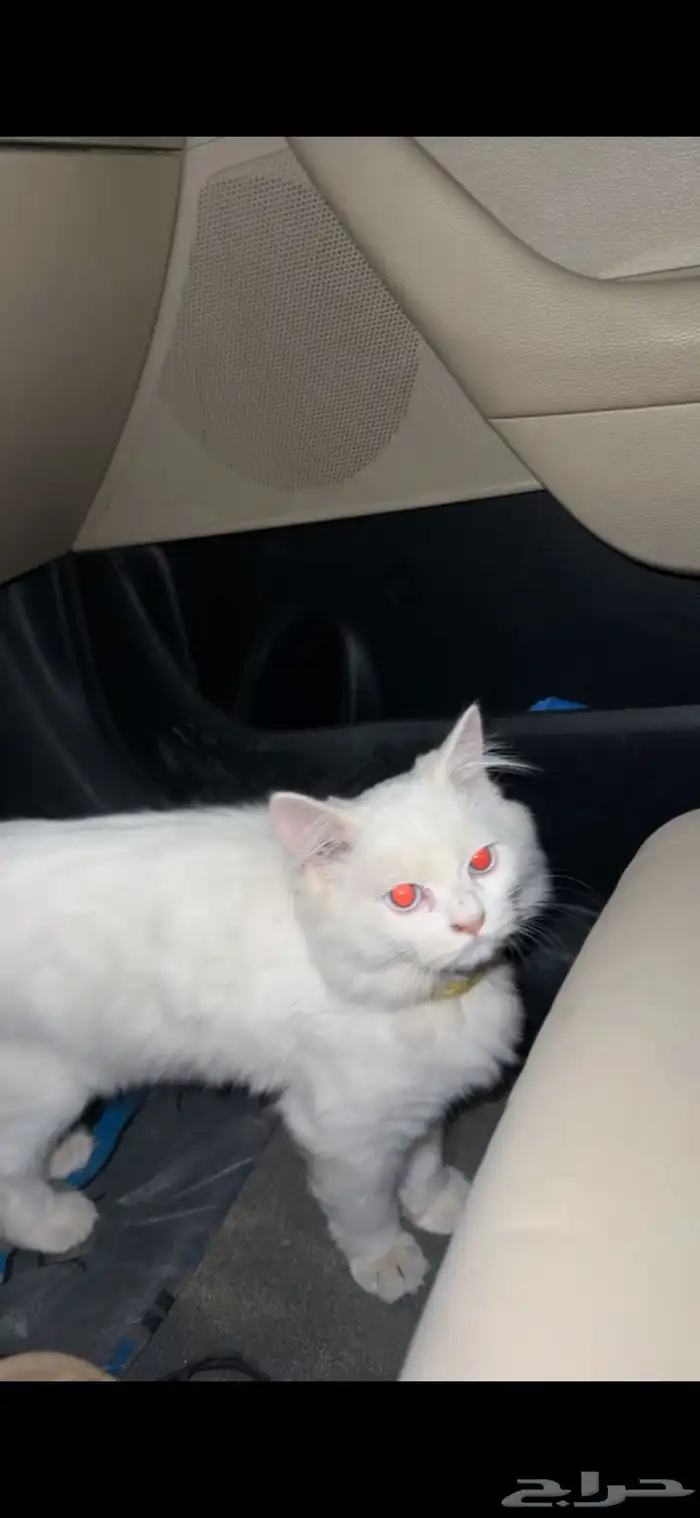 حصلت قطه مفقوده 0
