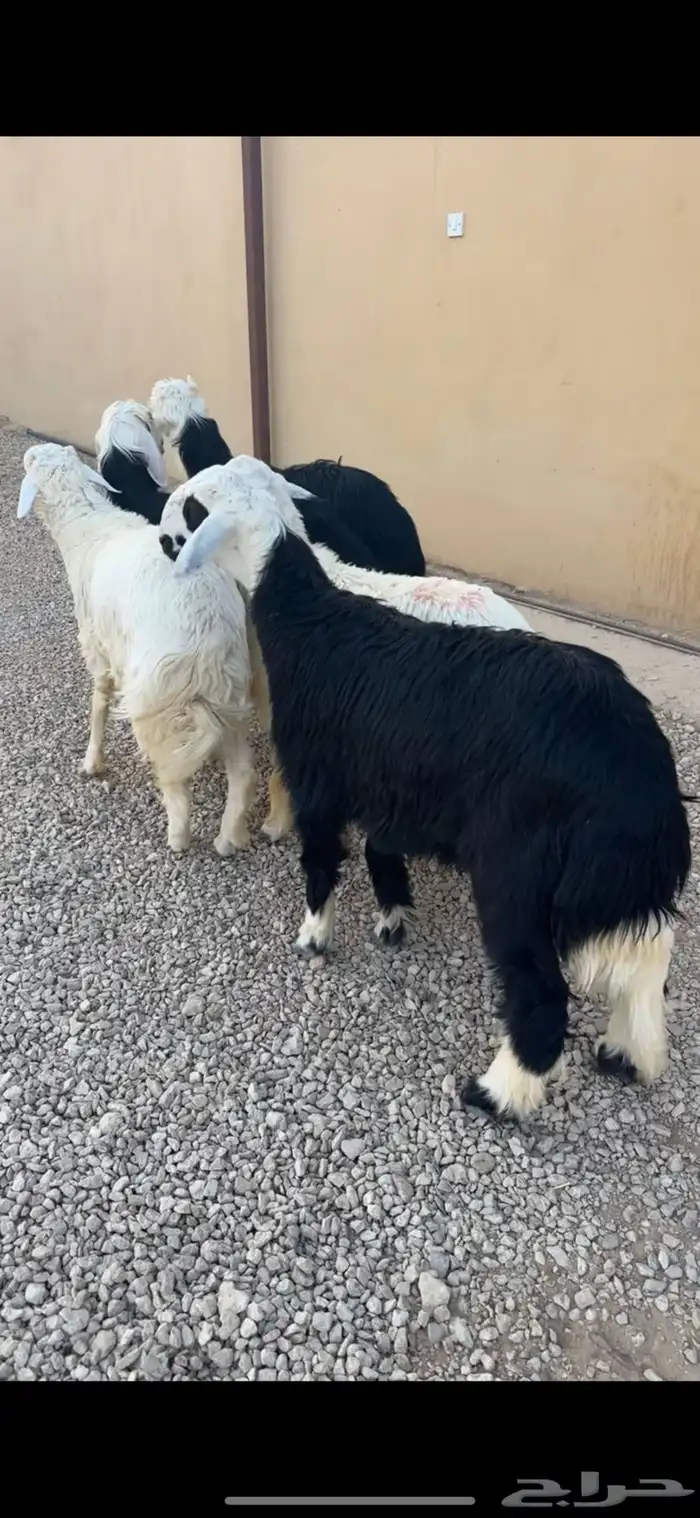 ذبايح فاخرة 0