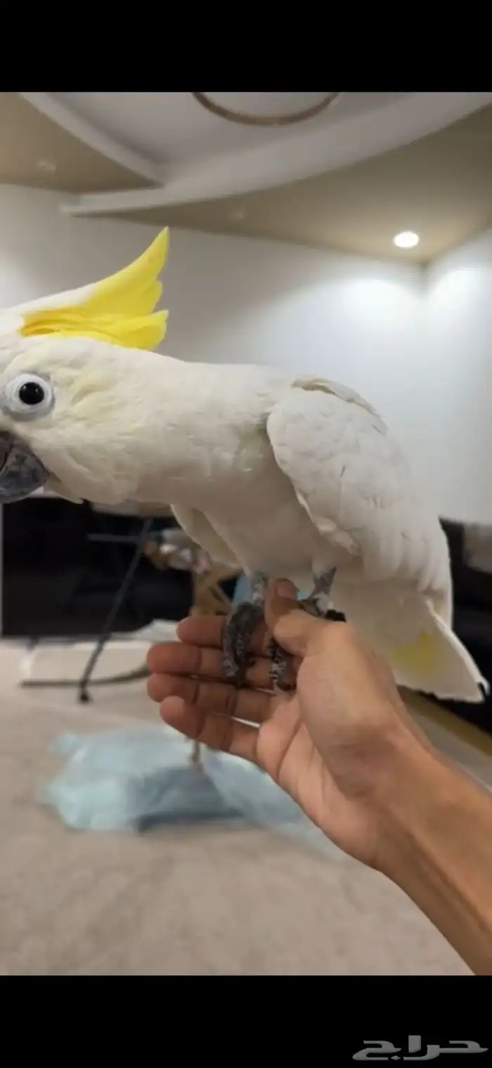 بغبغاء كوكاتو 6