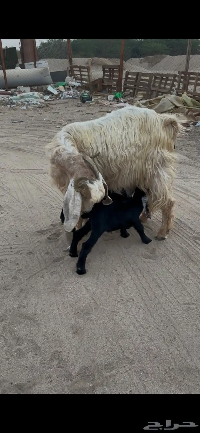 عنز مصريه فاخره والد متاومه تحتها 2 تيوس 0