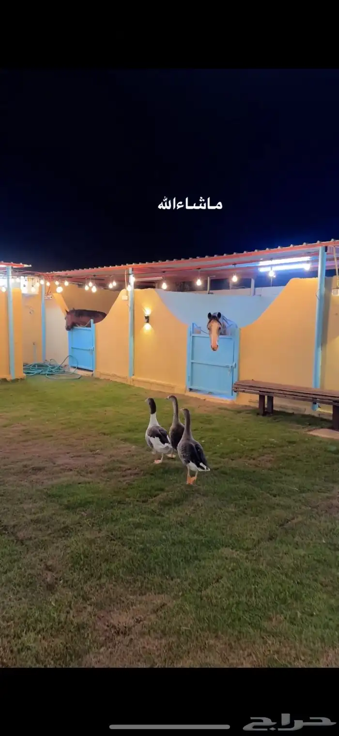 مربط وأيوا خيول 6