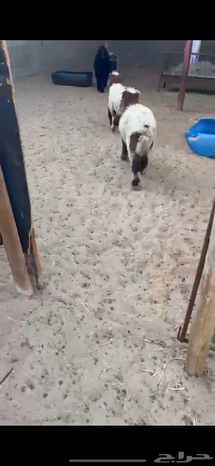 خرفان هرافا 1