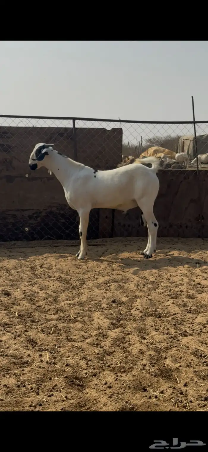 مشروع بيشي 0