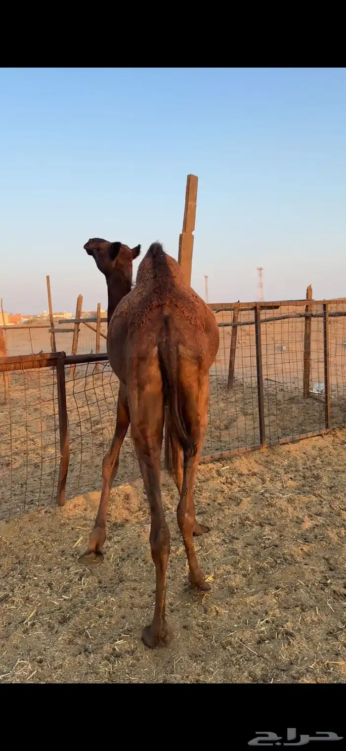 بكره حمراء وتب 2