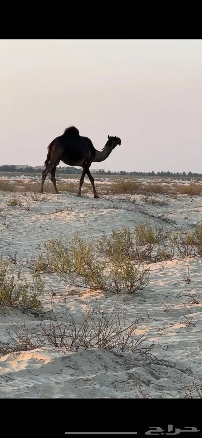 ناقه ملاقي ب ثالثها 1