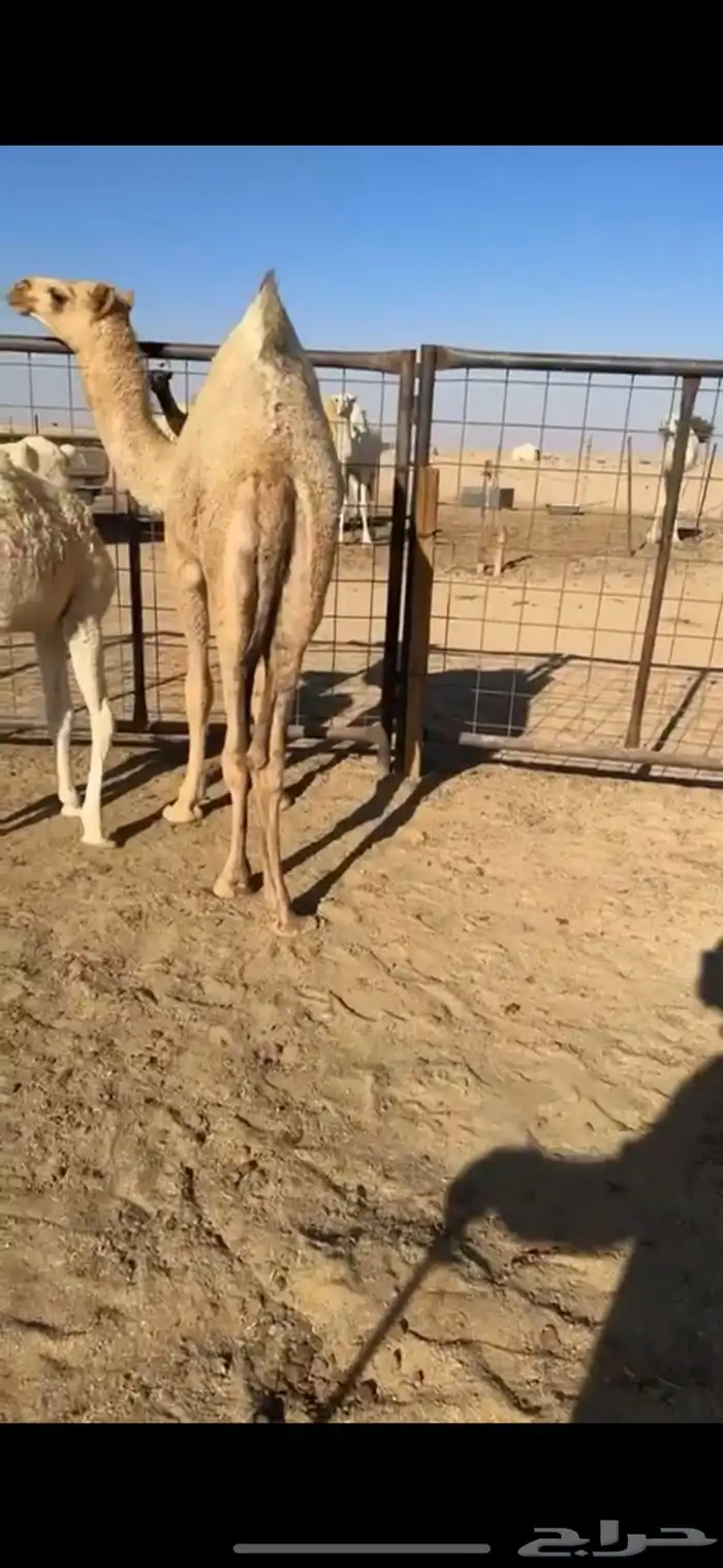 للبيع بكره 1