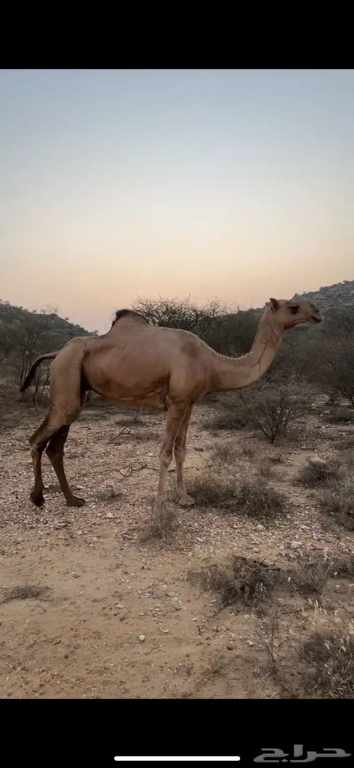 ناقه للبيع عاديه جنبه في 5 شهور 1