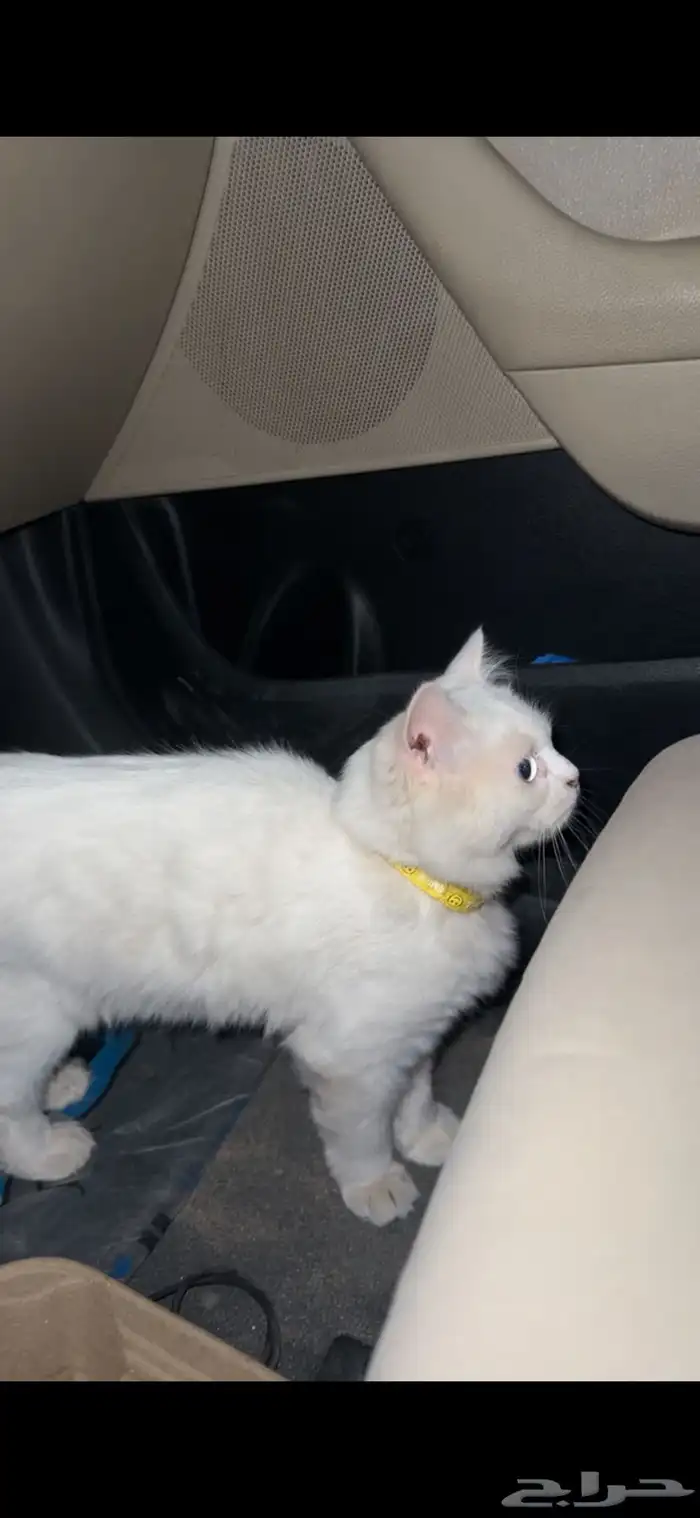 حصلت قطه مفقوده 1