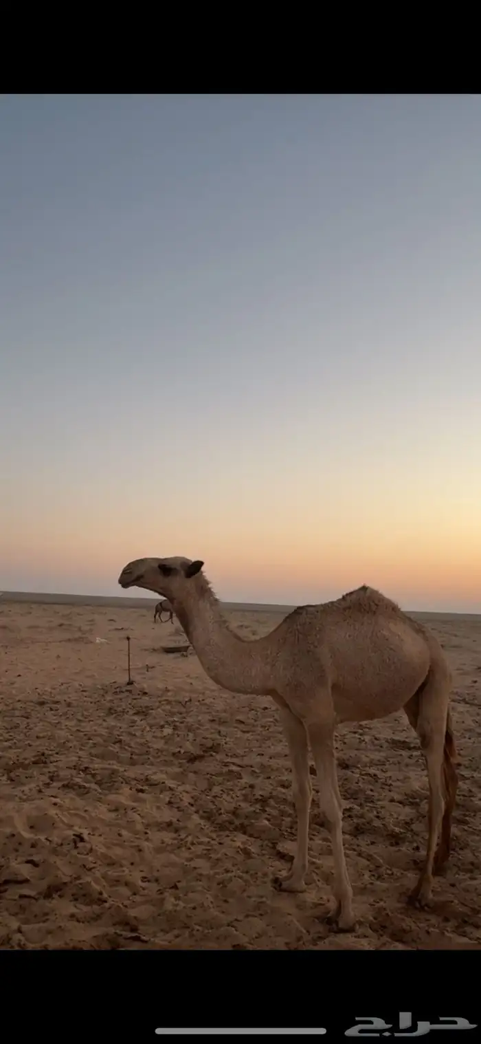 البكره العونيه بنت طياحان ابن وديد 0