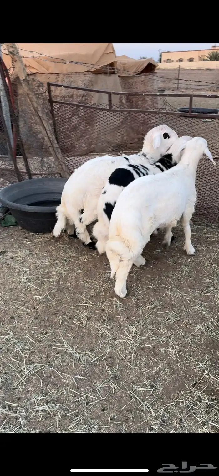 3طليان جبره فل شحم وطراف ونظاف 2