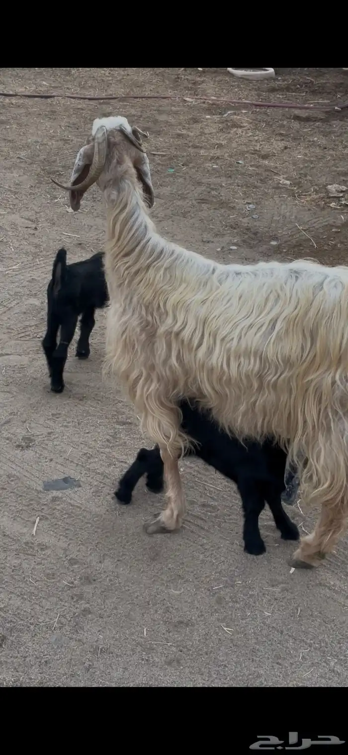 عنز مصريه فاخره والد متاومه تحتها 2 تيوس 3