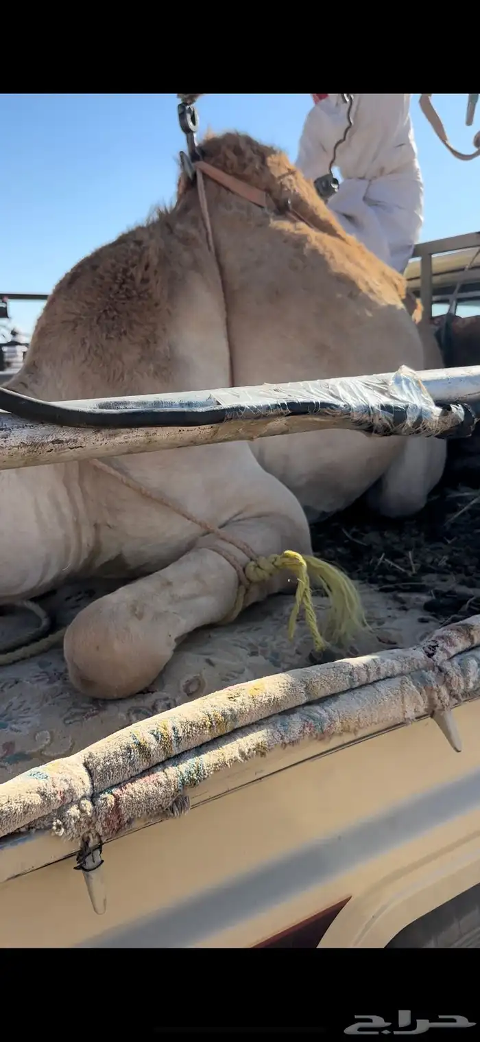 قعود بلدي كفو جدا مبدا ولا زواج 1