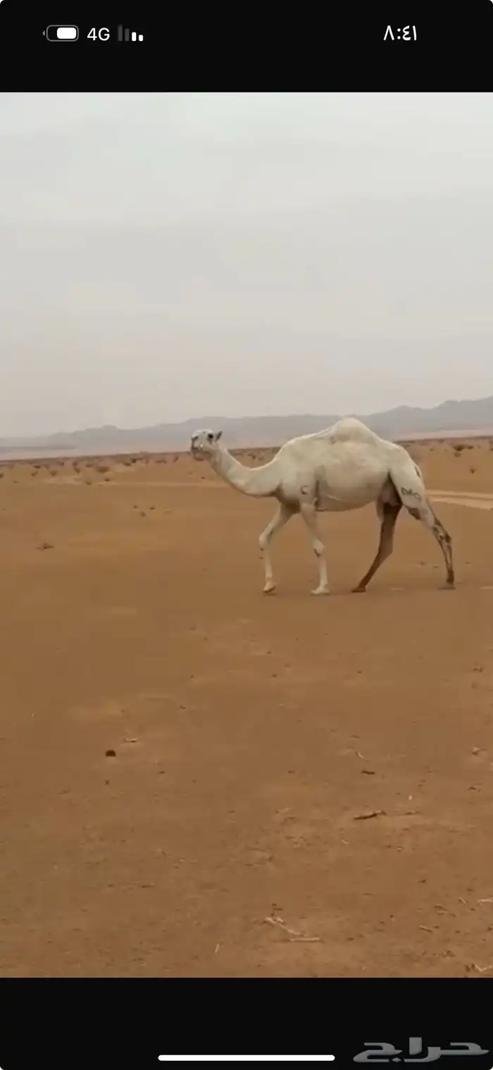 ظروبه السن ناب للبيع جنوب بيشه 0