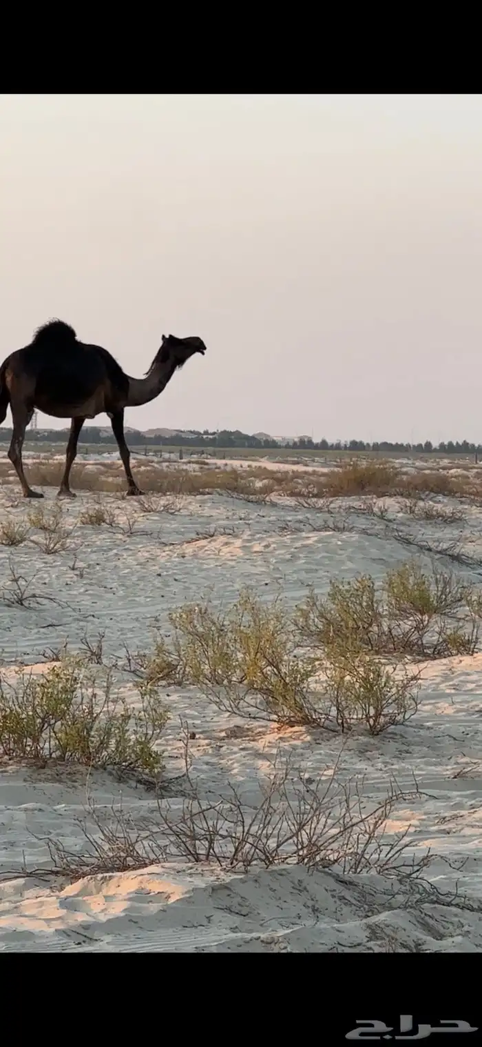 ناقه ملاقي ب ثالثها 3