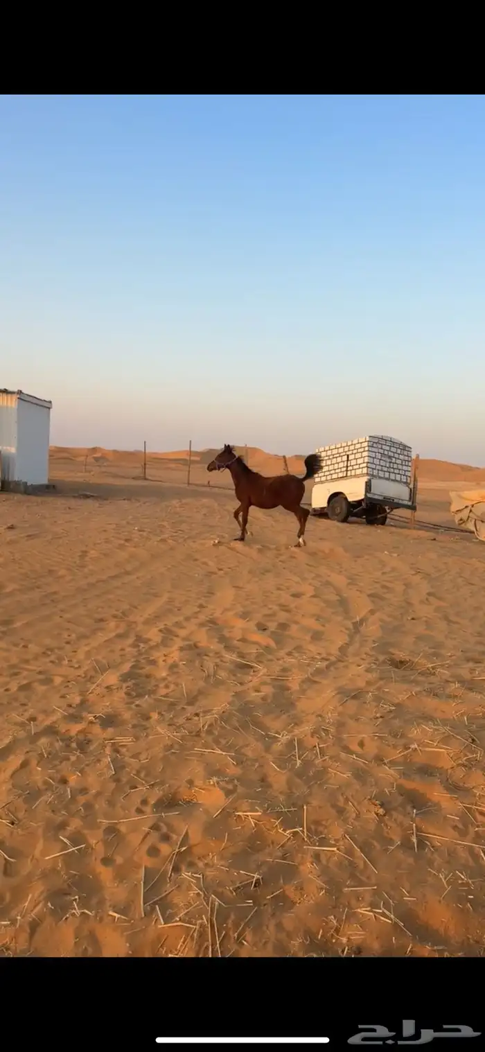 مهرة شعبي فاخره 4