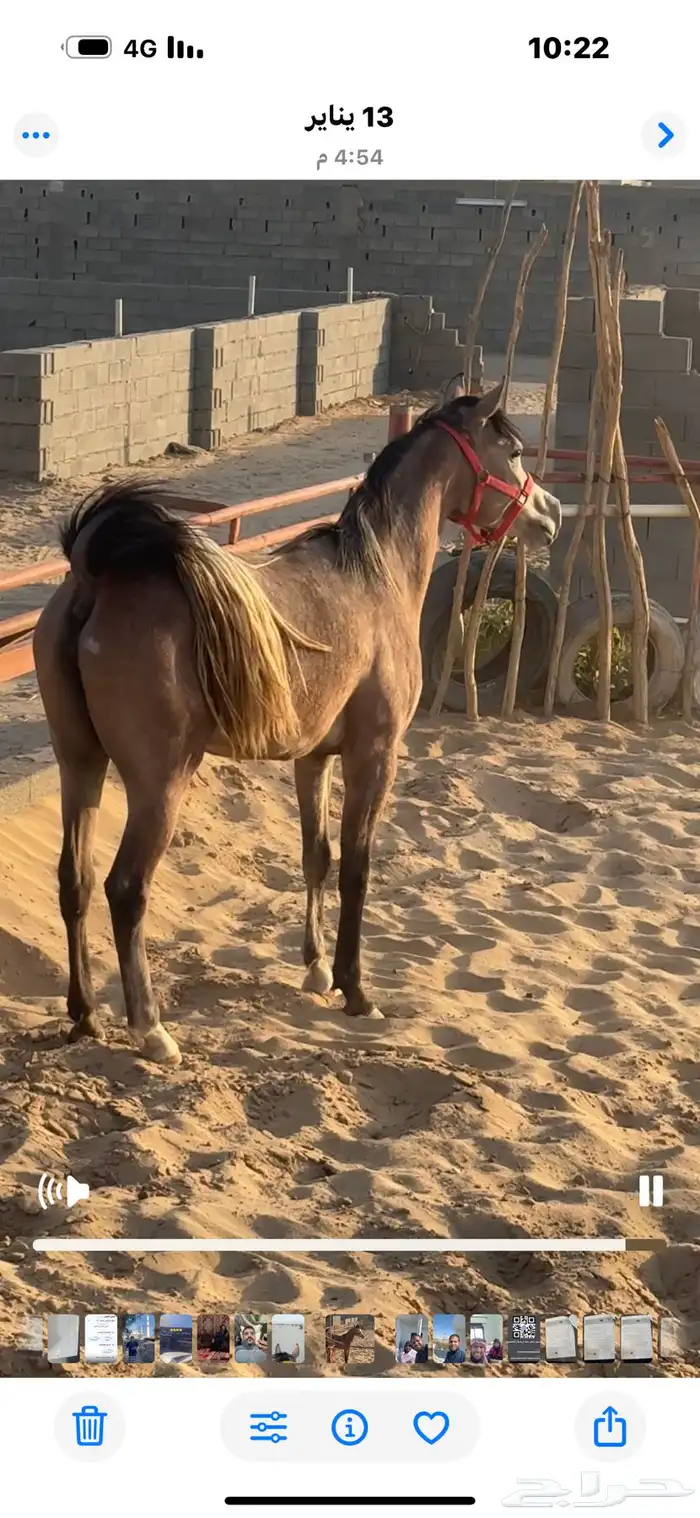 فرس عربي شعبي جميلة 0