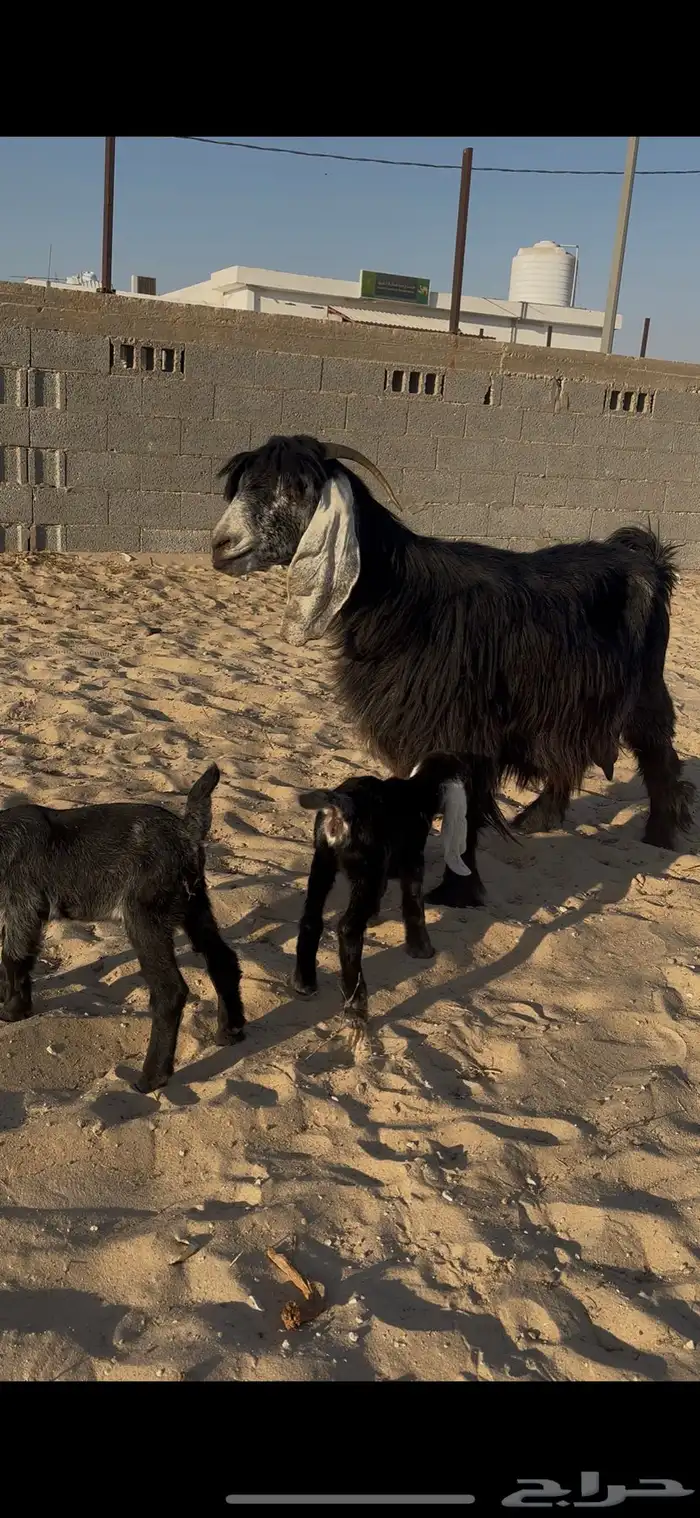 عارضيه متاومه 1