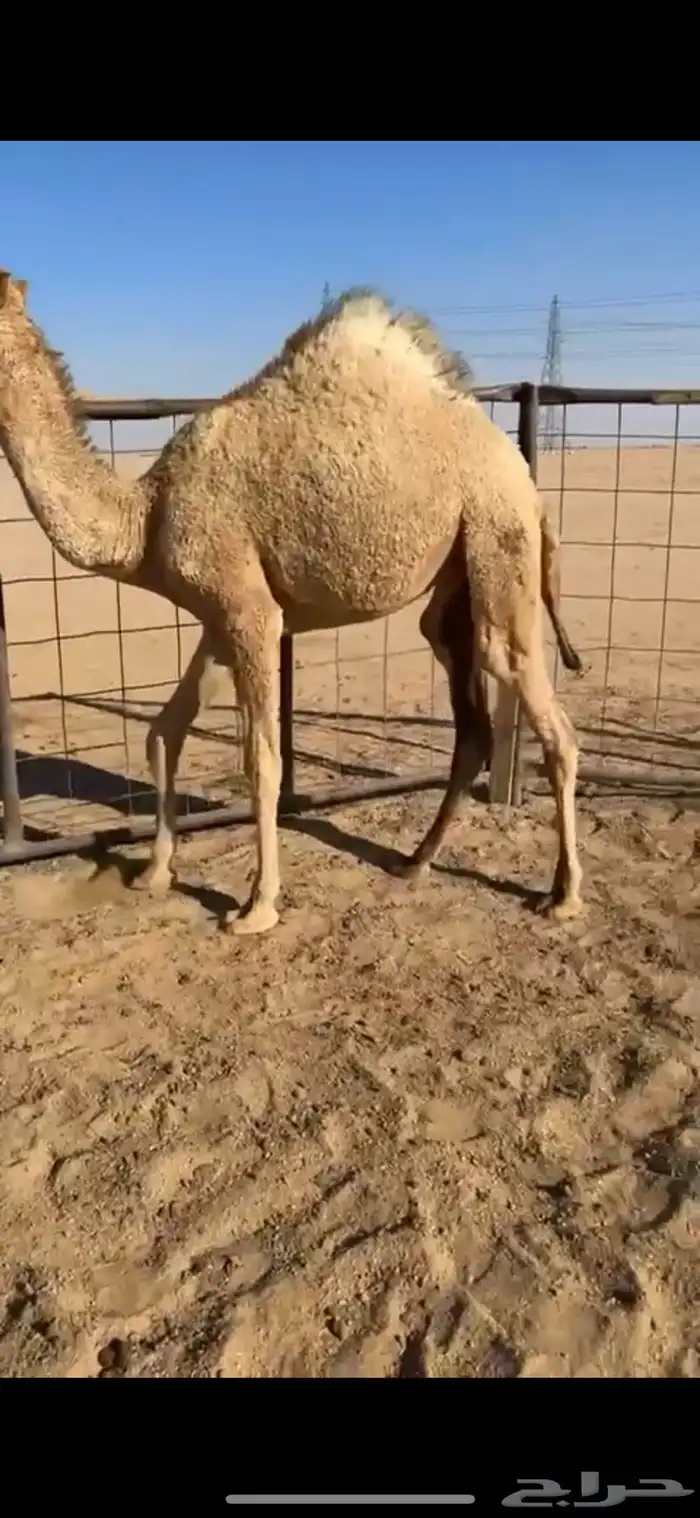 للبيع بكره 0