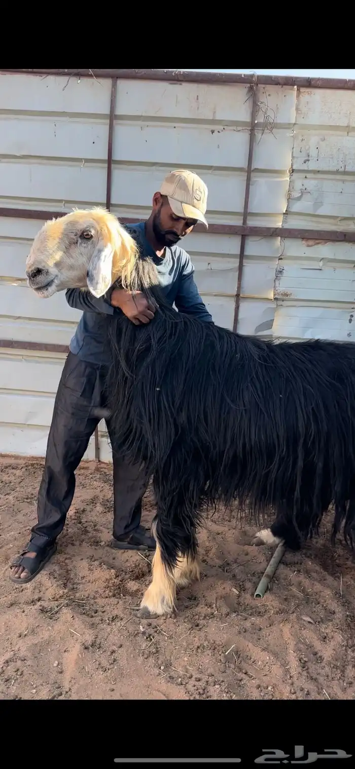 فحل نجدي مشروط 0