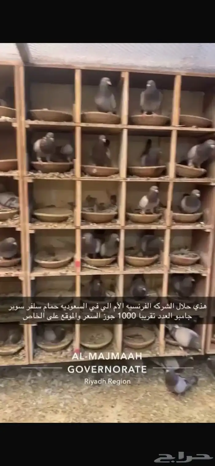 حمام سلفر فرنسي سوبر جامبو 3