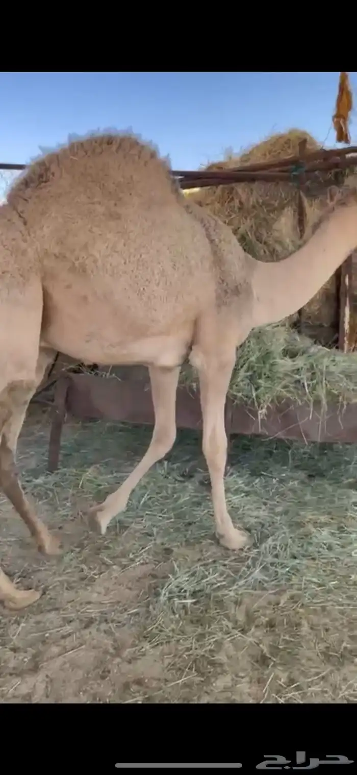 للبيع قعود مبدا كفو 1