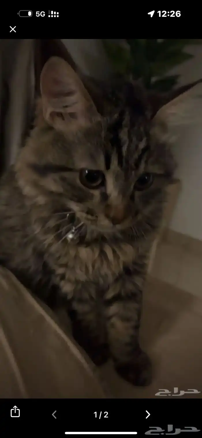 قطه شيرازيه 0