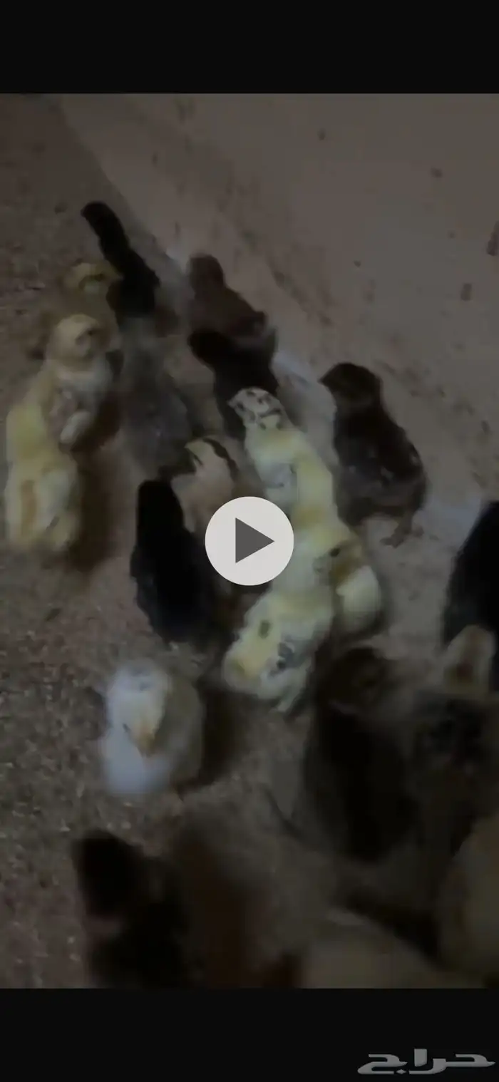 صوص دجاج العمر أسبوع 0