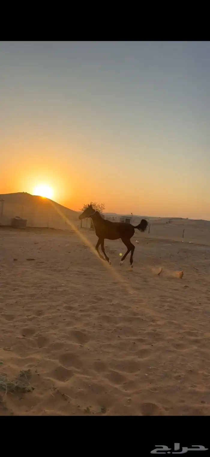 مهرة شعبي فاخره 3