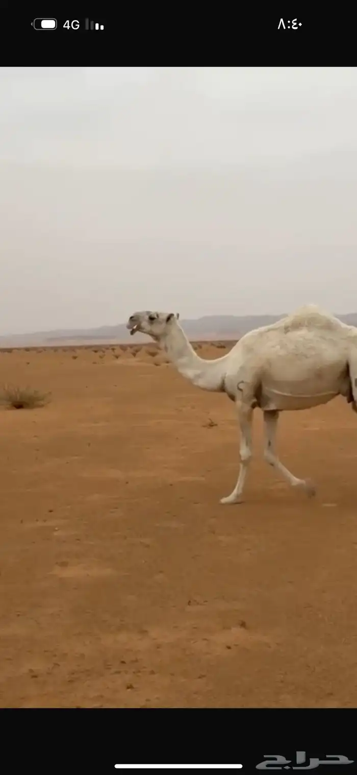 ظروبه السن ناب للبيع جنوب بيشه 2