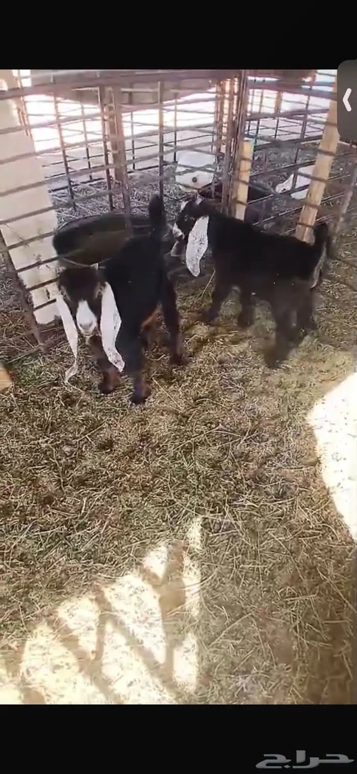 للبيع تيوس اثنين عمارهن شهرين ونص الا ثلاث اشهر ورخله 3