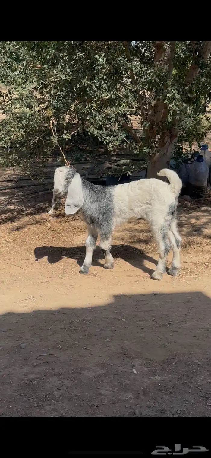 جفره داغور مشروكه 0